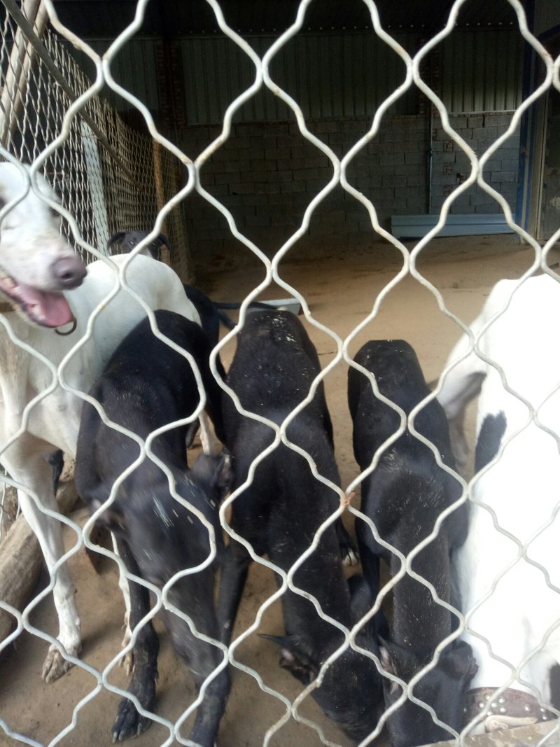 出售格力犬支持全国发货