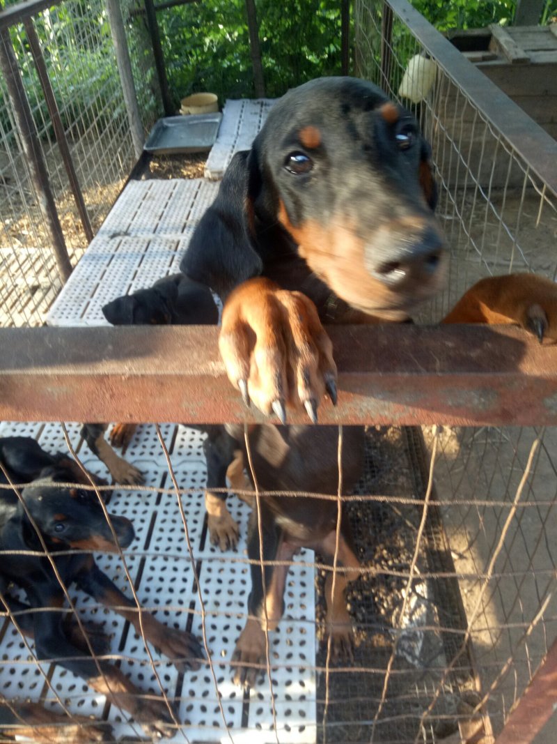 出售杜宾犬支持全国发货
