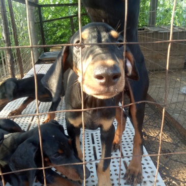 出售杜宾犬支持全国发货