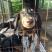 出售杜宾犬支持全国发货