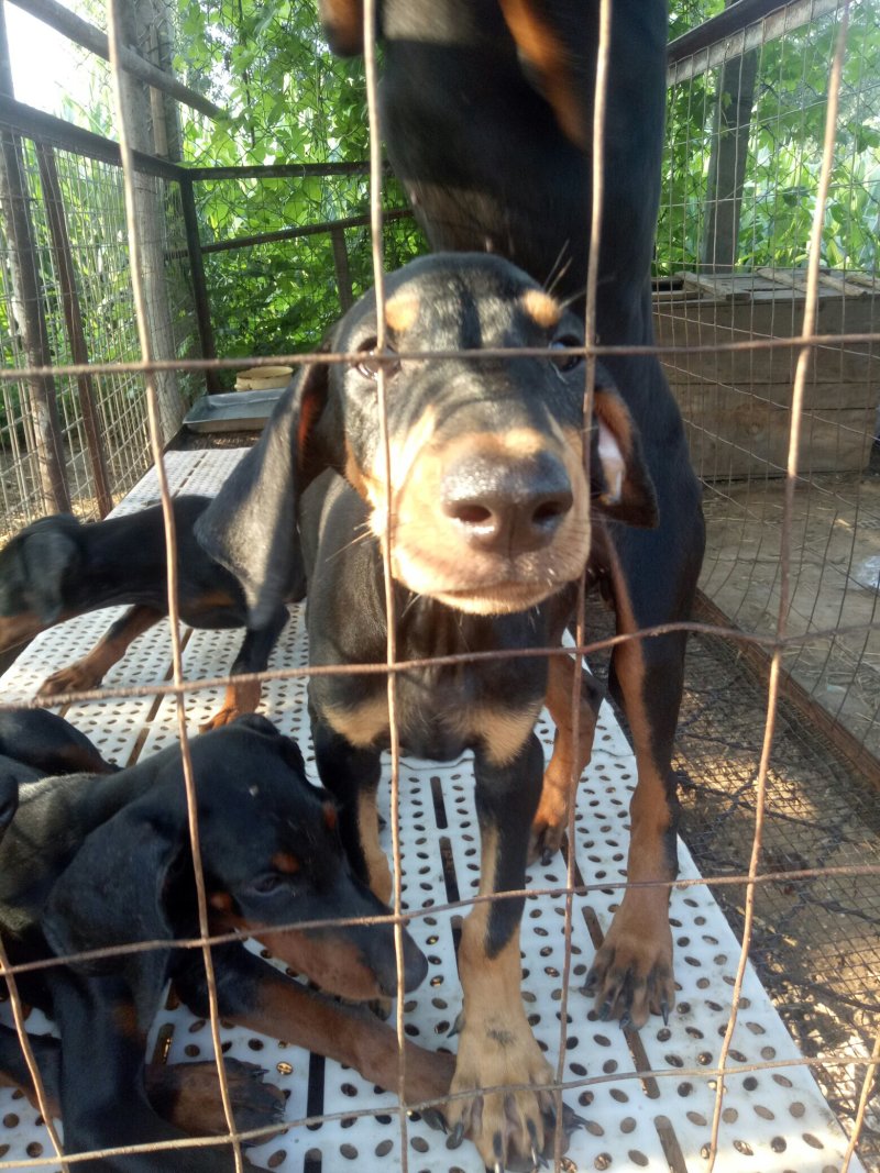 出售杜宾犬支持全国发货