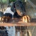 出售杜宾犬支持全国发货