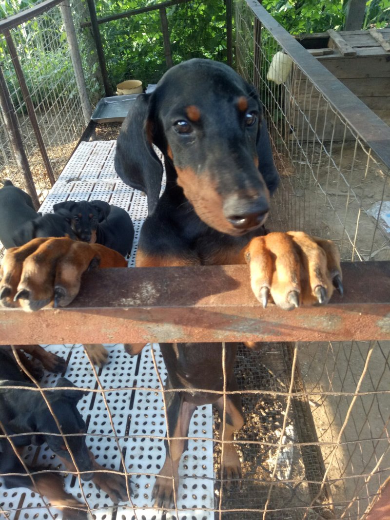出售杜宾犬支持全国发货