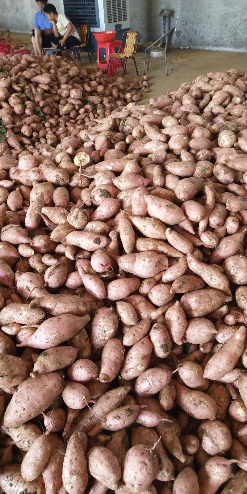 【精品西瓜红，湖北优质龙薯软糯面甜襄阳龙薯九可视频看货