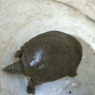甲鱼