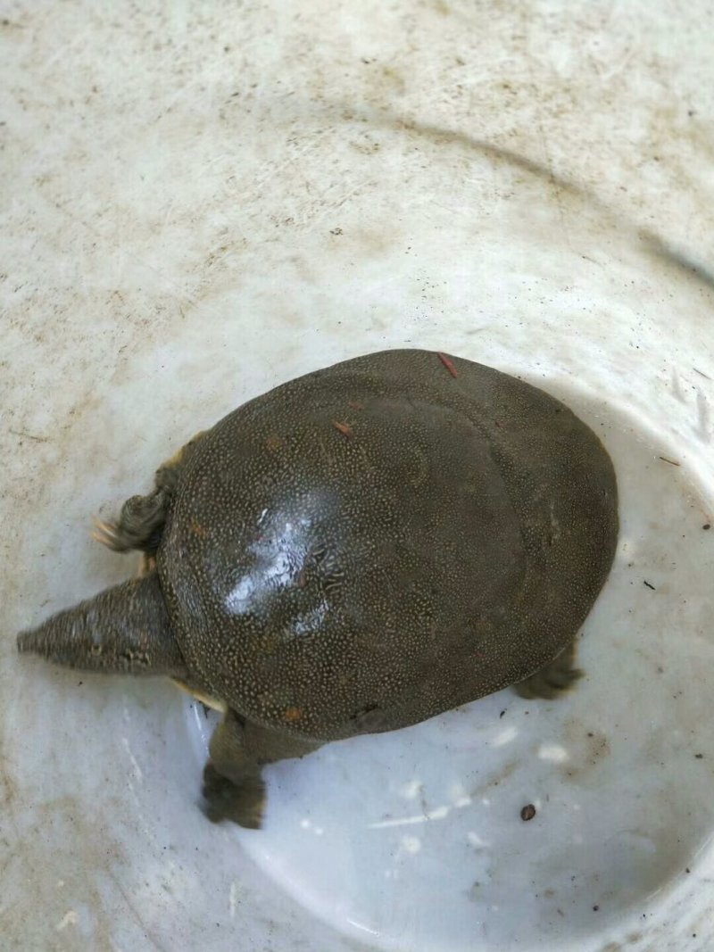 甲鱼