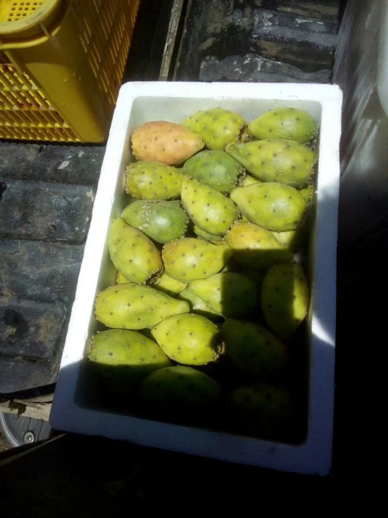 仙人掌果