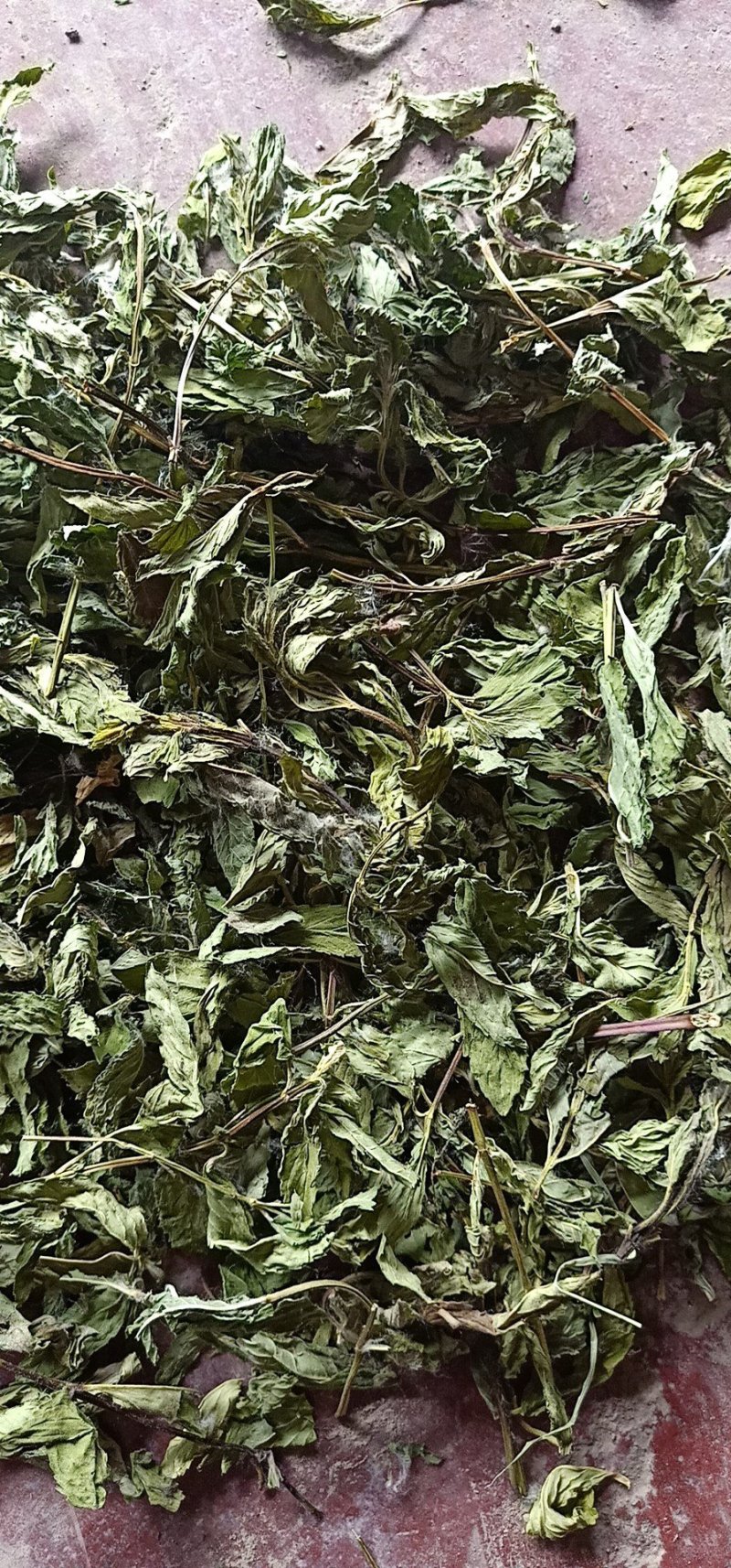 薄荷叶