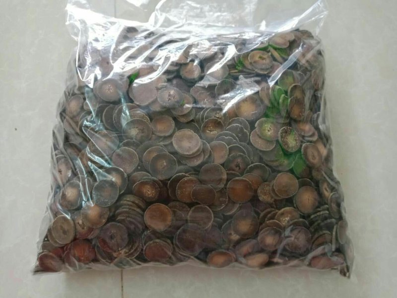 五年陈的正毛化橘红片，假一赔十