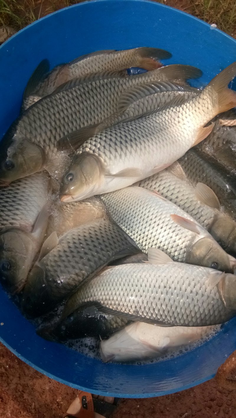 鲤鱼