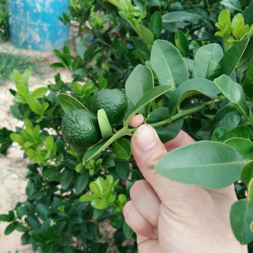海南金桔