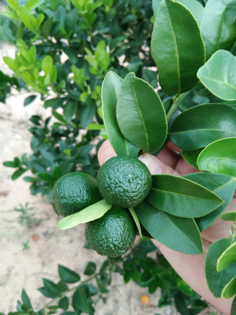 海南金桔