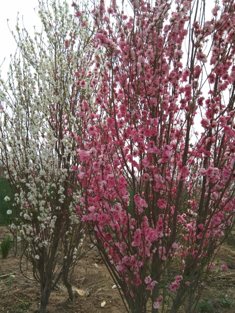 紫薇3到15公分红花紫薇