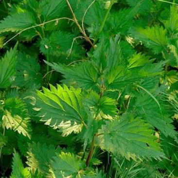 荨麻草