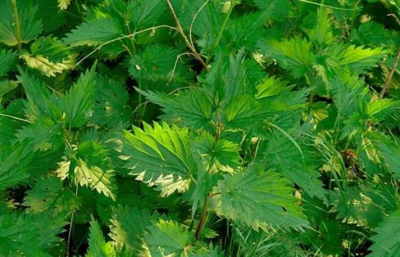 荨麻草
