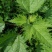 荨麻草