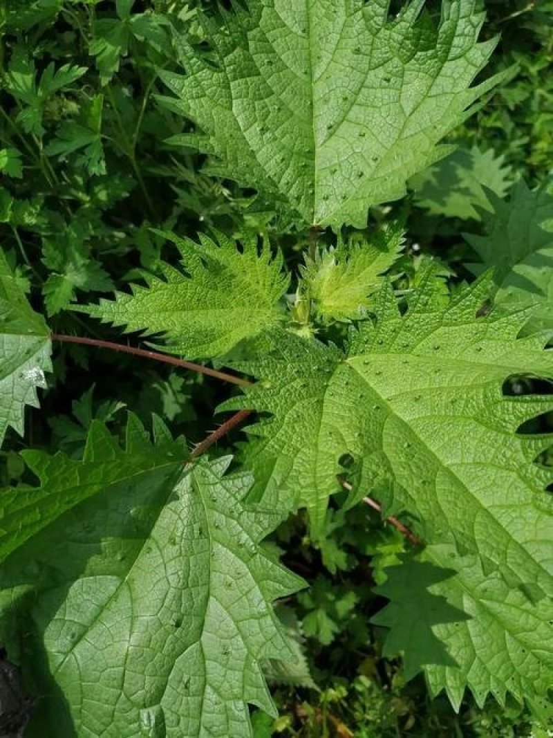 荨麻草