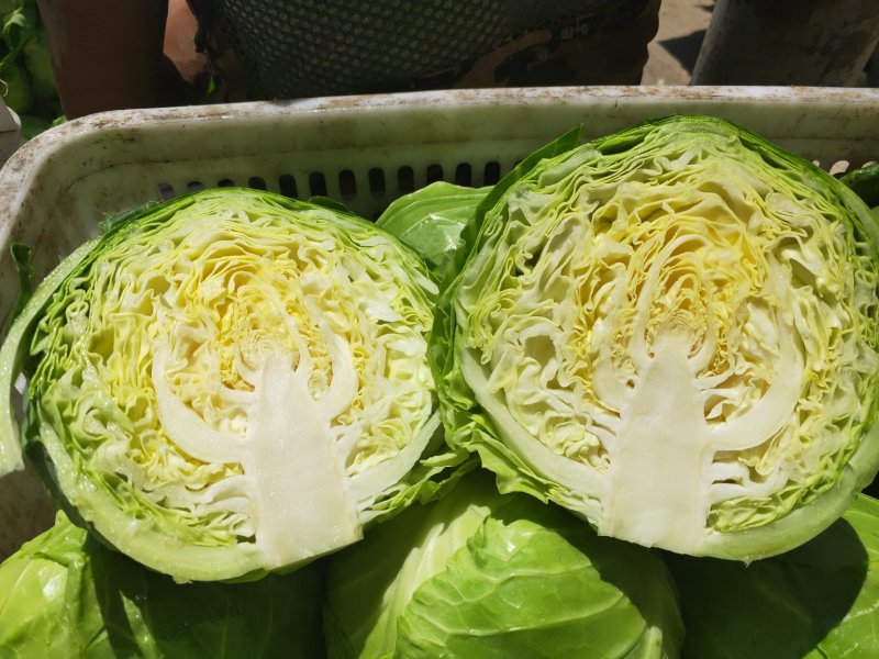 甘蓝类
