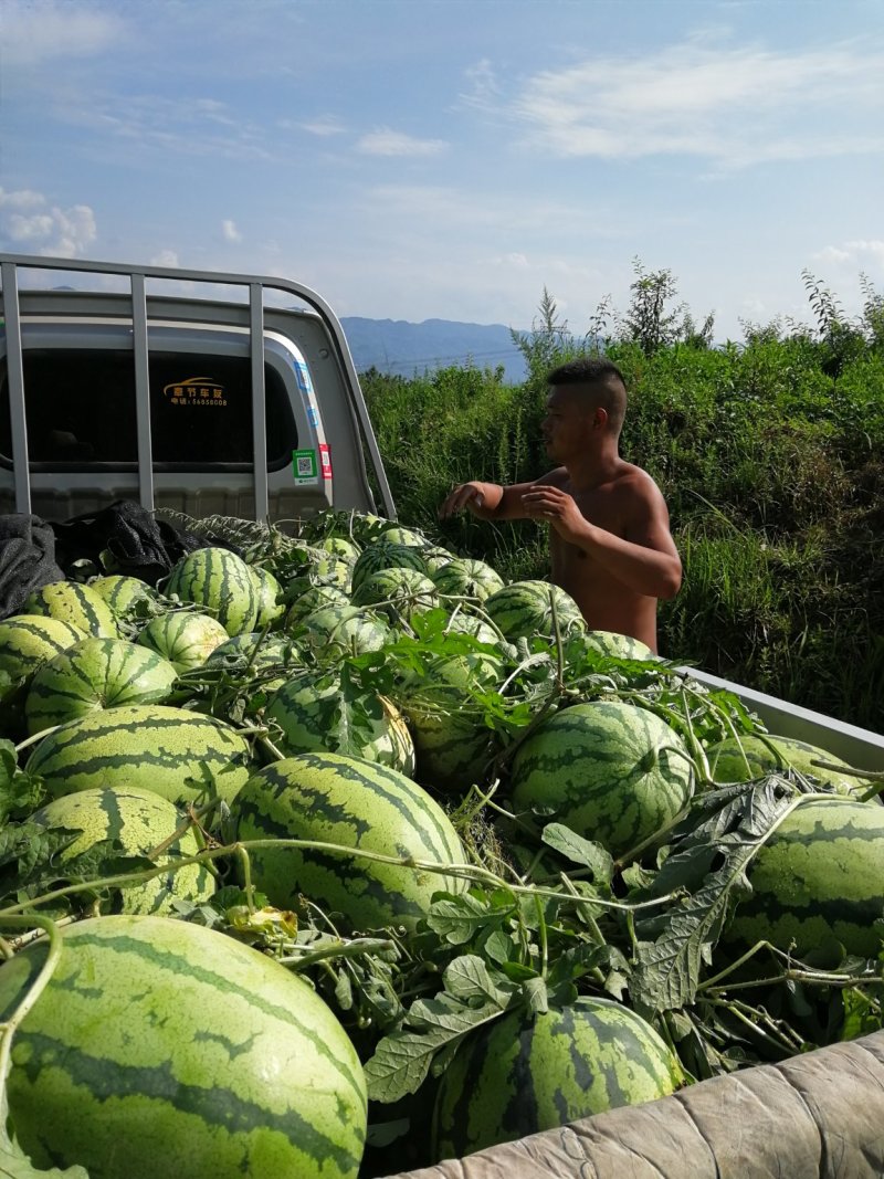 高山西瓜