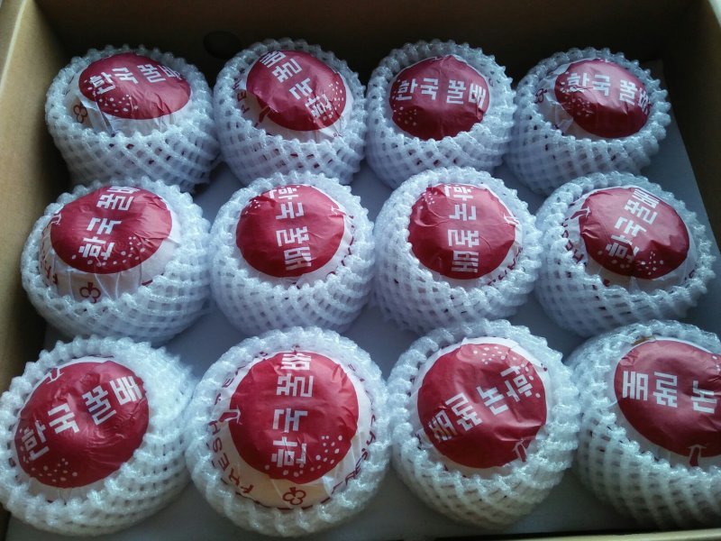 秋月梨，9月初上市.