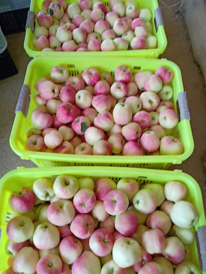 苹果75mm以上纸袋