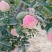 苹果75mm以上纸袋