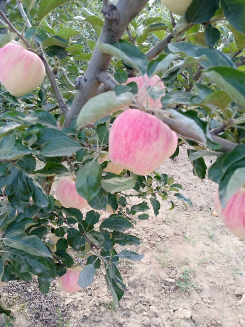 苹果75mm以上纸袋