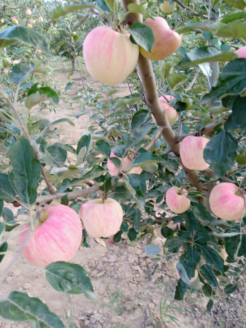 苹果75mm以上纸袋