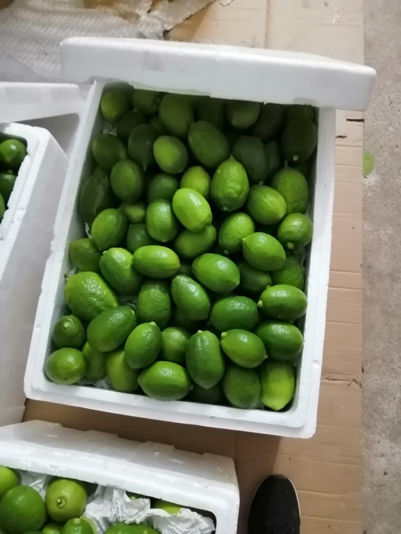 广西香水柠檬无核一级青果果园直销无中间商