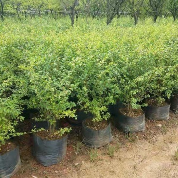 小叶女贞球60分到80分毛80分到1米精品球签订合同