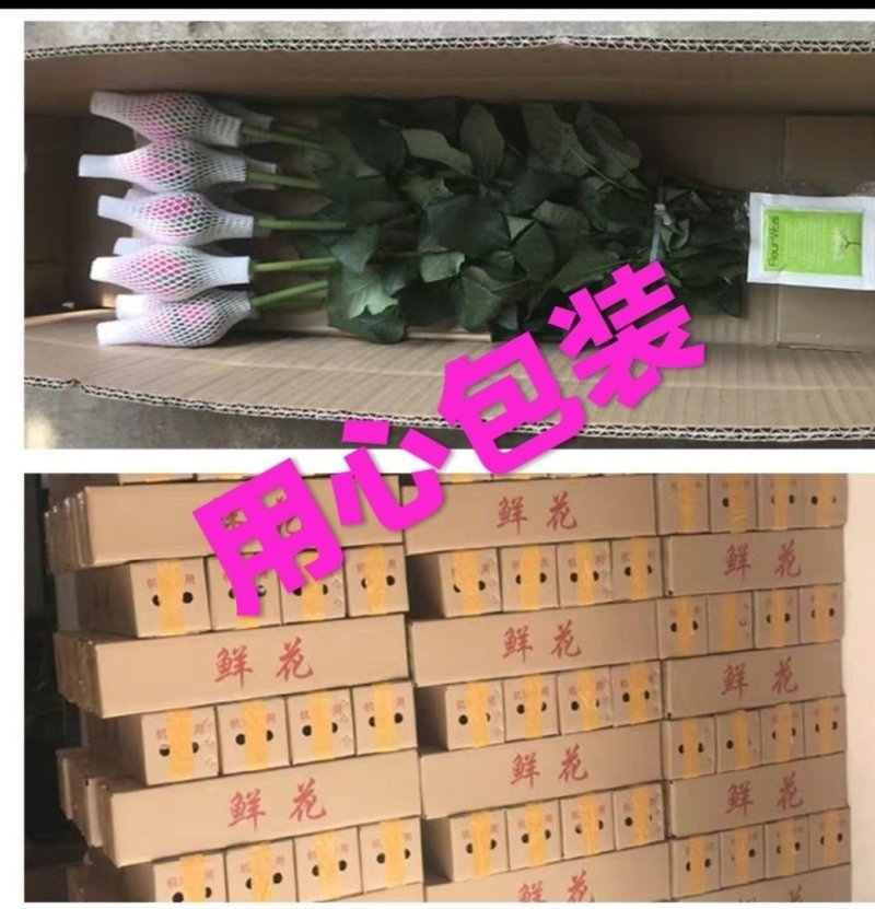 玫瑰扶郎鲜切花基地常年批发一扎20支包邮婚庆家庭办工装饰