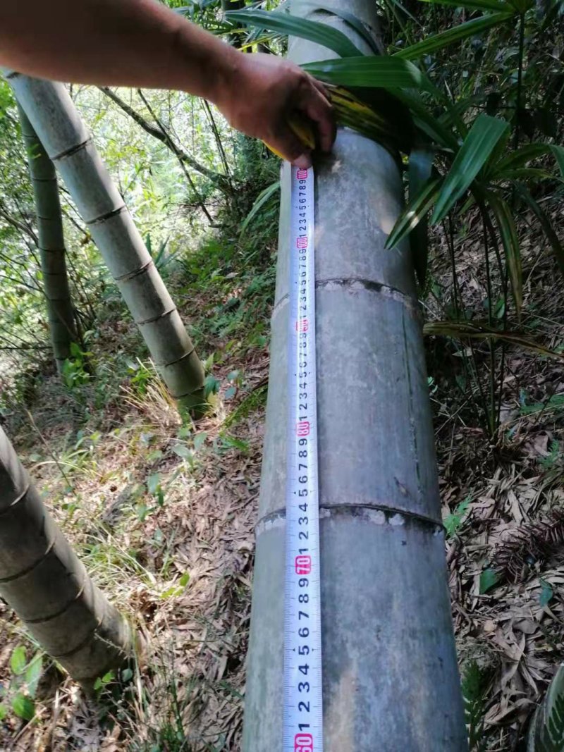张家界三年以上老楠竹，14-15-16，尾部3.8