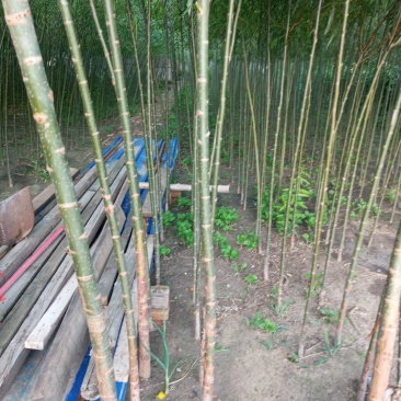 两年生109柳树苗