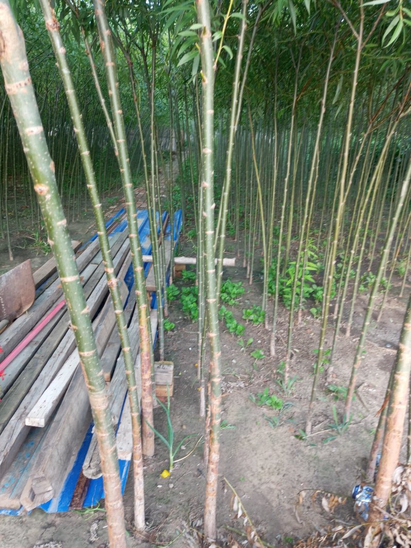两年生109柳树苗