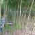 两年生109柳树苗