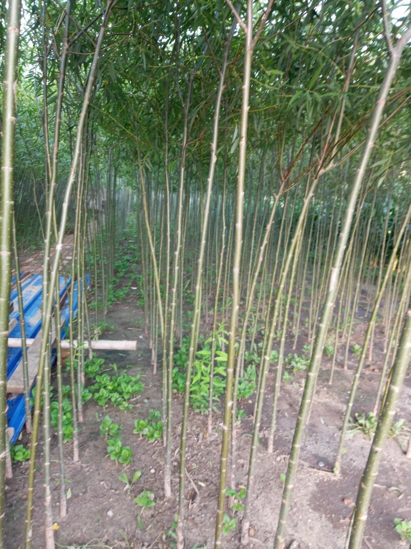 两年生109柳树苗