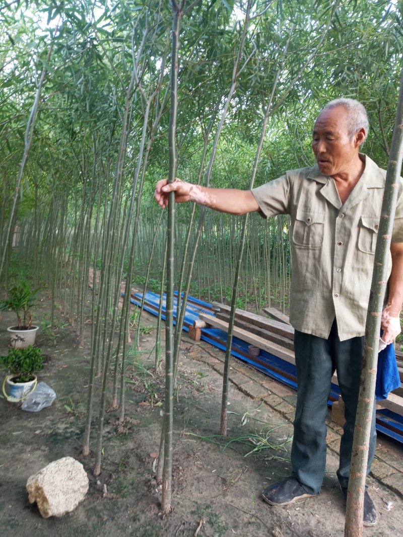 两年生109柳树苗