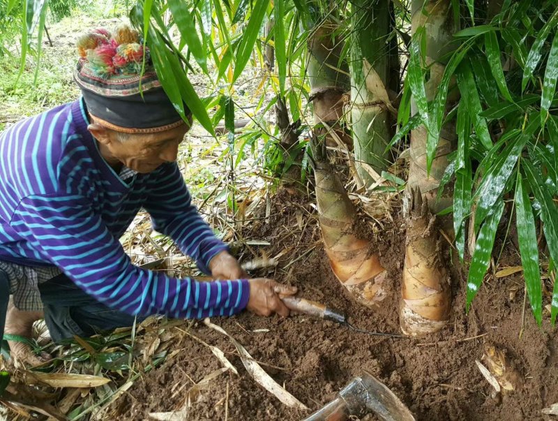 云南甜竹苗水果竹勃氏甜竹苗马来甜竹苗