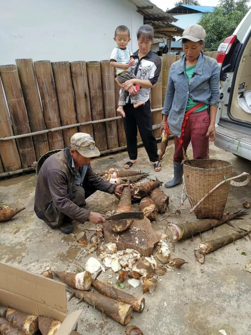 云南甜竹苗水果竹勃氏甜竹苗马来甜竹苗