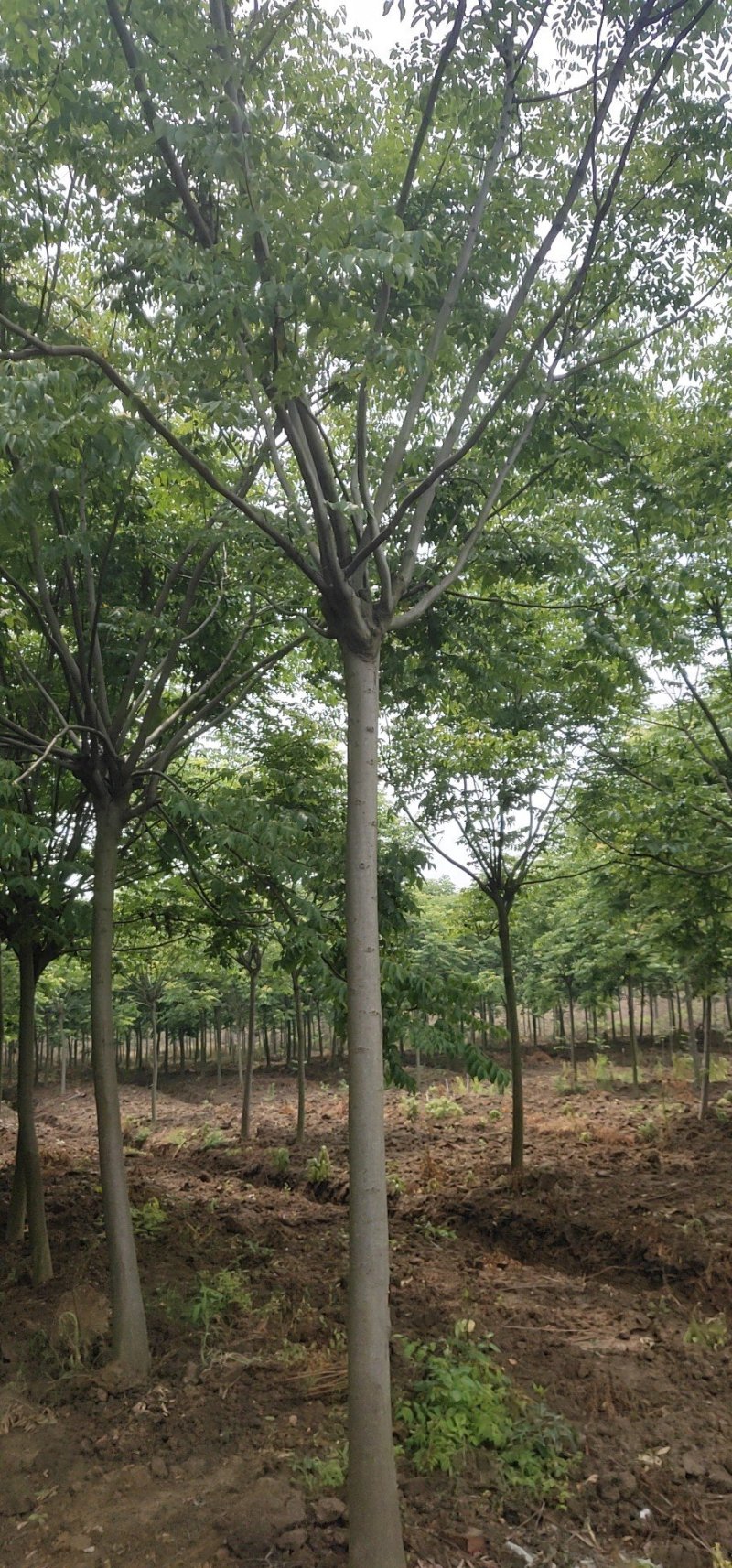 黄山栾树
