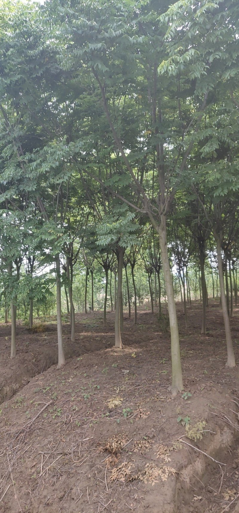 黄山栾树