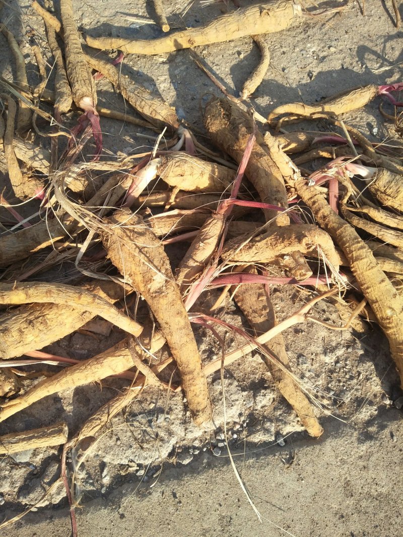 【推荐】白芷：亳白芷各种规格干净无杂质产地直发量大优包邮