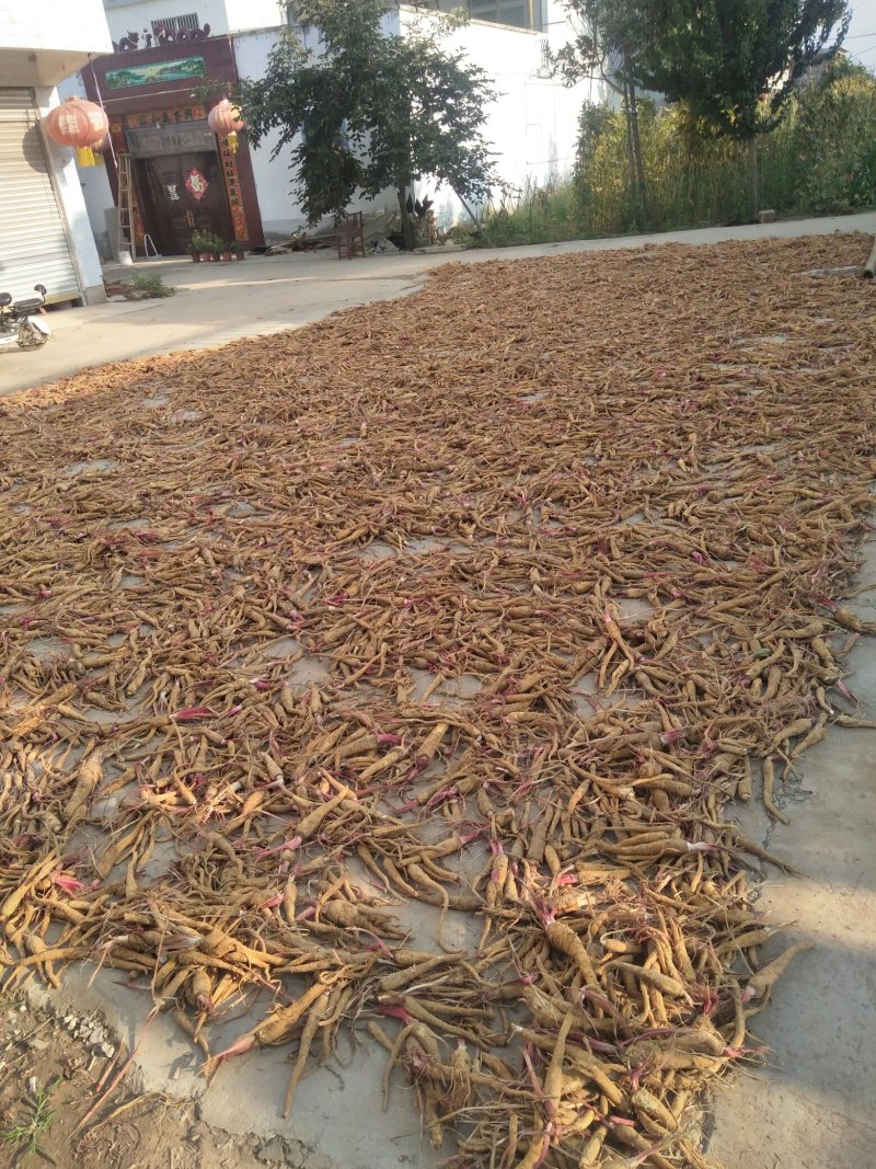 【推荐】白芷：亳白芷各种规格干净无杂质产地直发量大优包邮