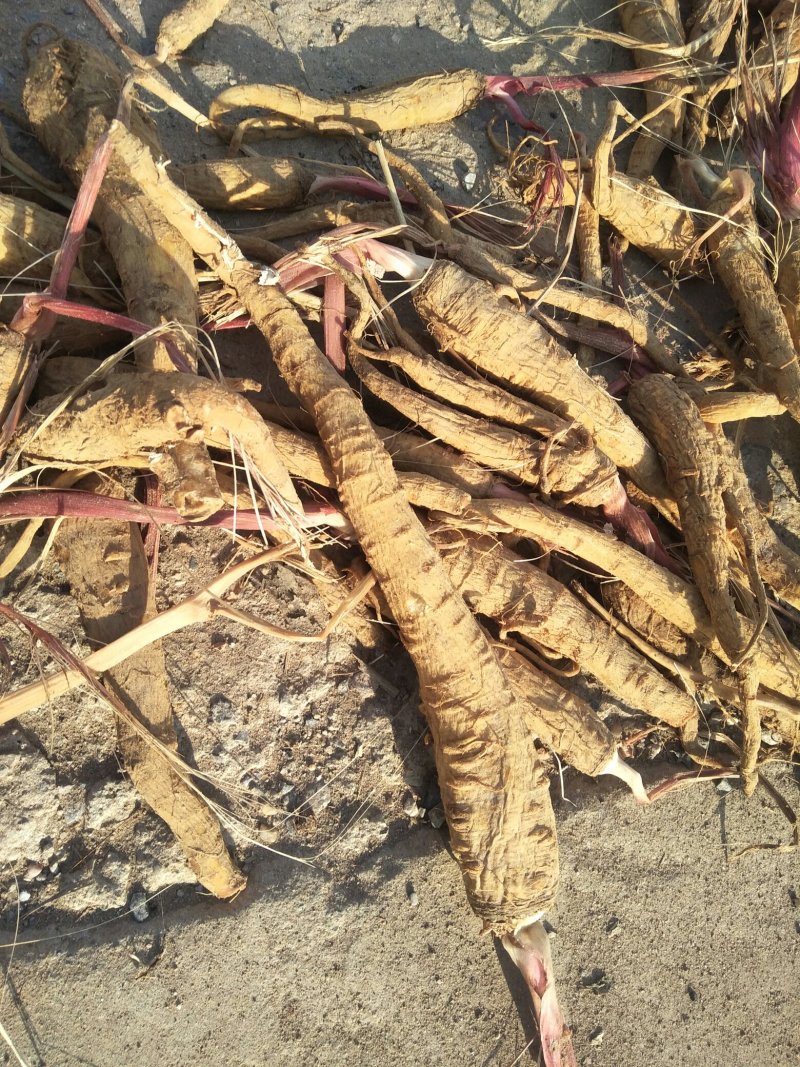 【推荐】白芷：亳白芷各种规格干净无杂质产地直发量大优包邮