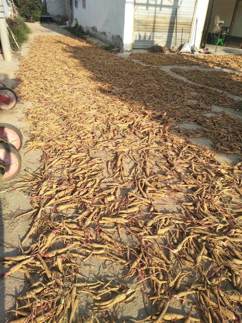 【推荐】白芷：亳白芷各种规格干净无杂质产地直发量大优包邮