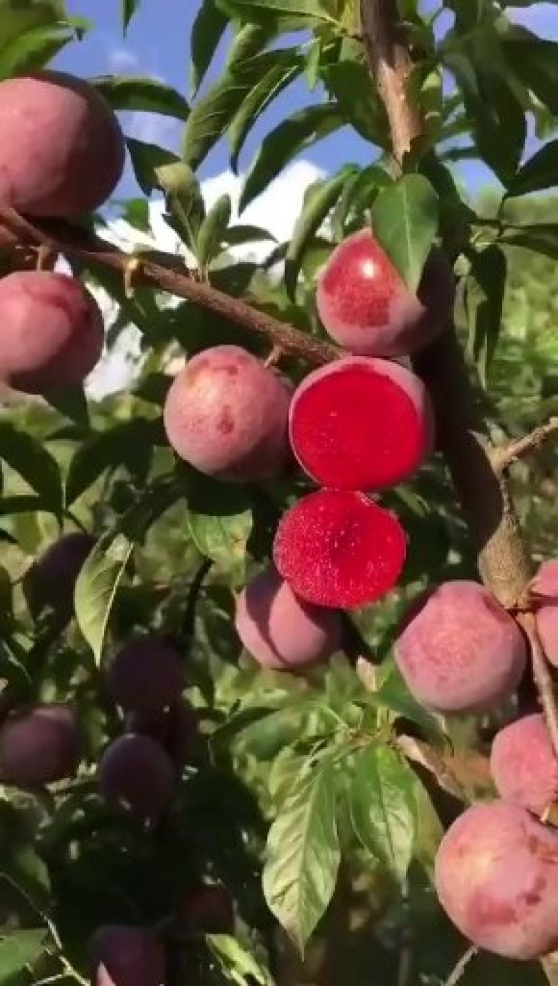 各种李子大量上市中价格便宜五零至陆伍，