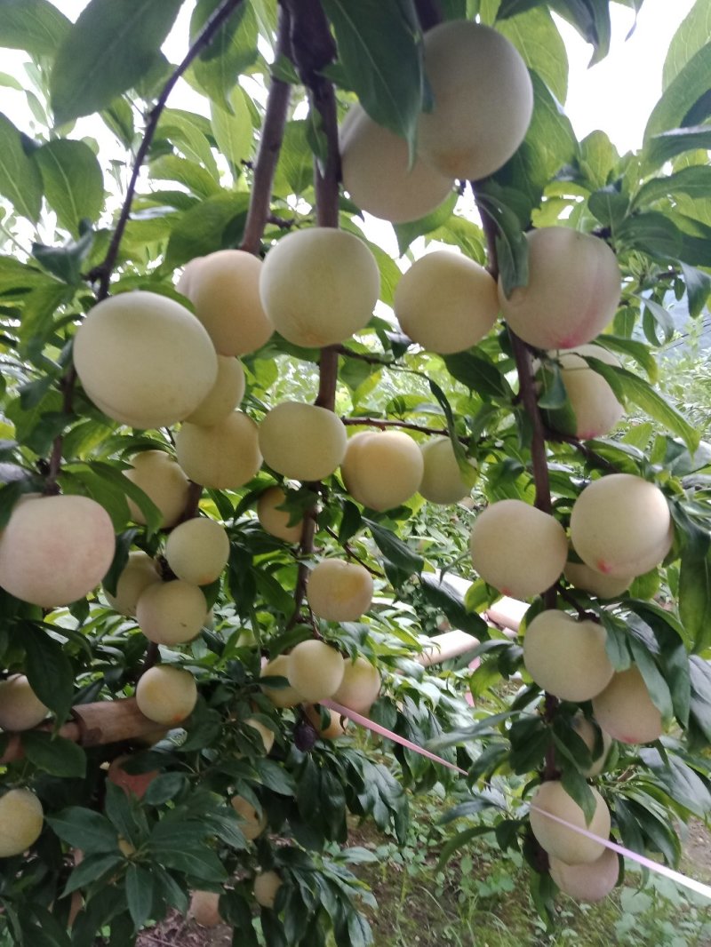 各种李子大量上市中价格便宜五零至陆伍，