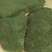 苔藓