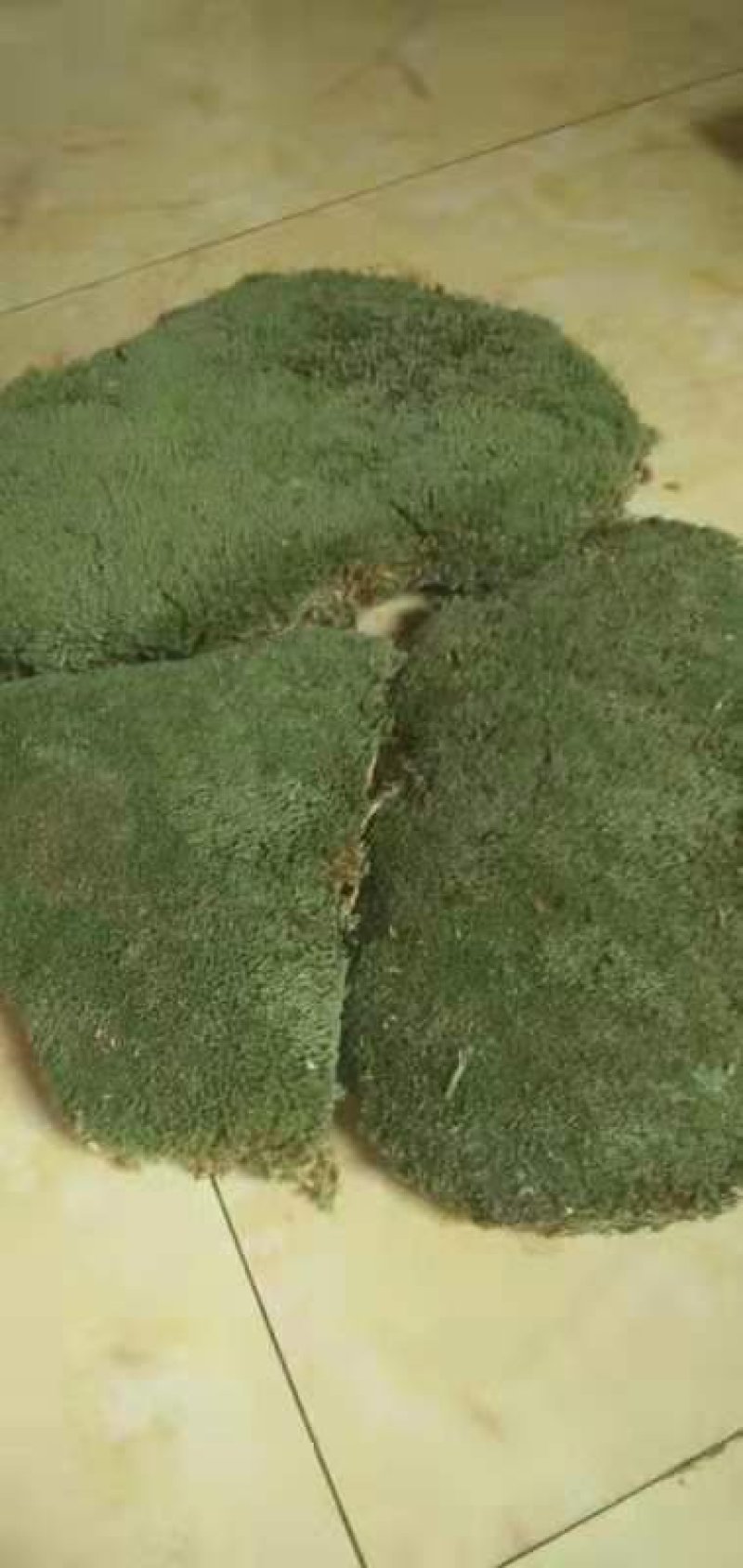 苔藓