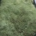 苔藓